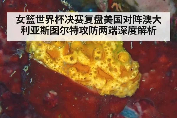女篮世界杯决赛复盘美国对阵澳大利亚斯图尔特攻防两端深度解析